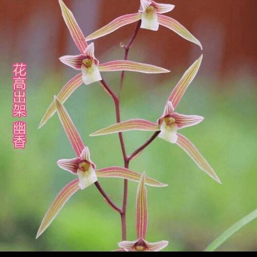 浓香型花苞名贵兰花新品高出花卉