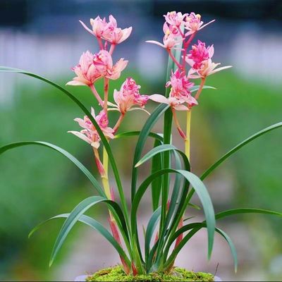 浓香型漂亮多瓣兰花大全牡丹内外