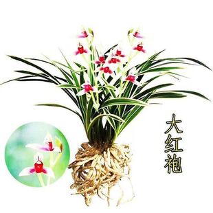 即将上花金边浓香型矮种兰花大全【大红袍】室内阳台花卉绿植盆栽
