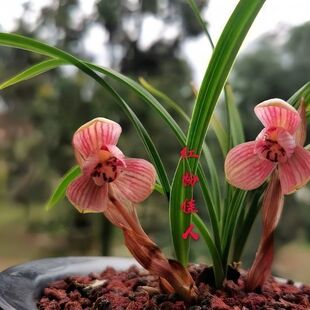 即将上花开花浓香型春兰【红粉佳人】兰花苗室内室外客厅绿植花卉
