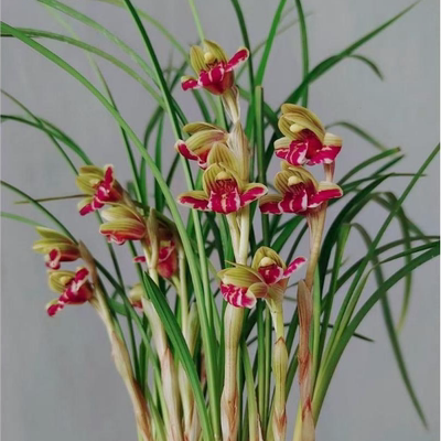 浓香型办公室花苞开花兰花云南带