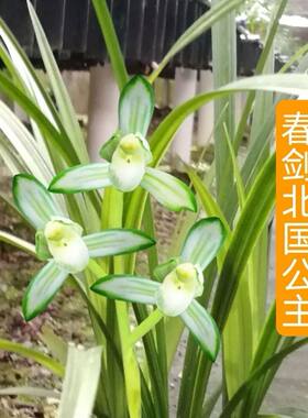 浓香型花苞开花北国公主品种兰花