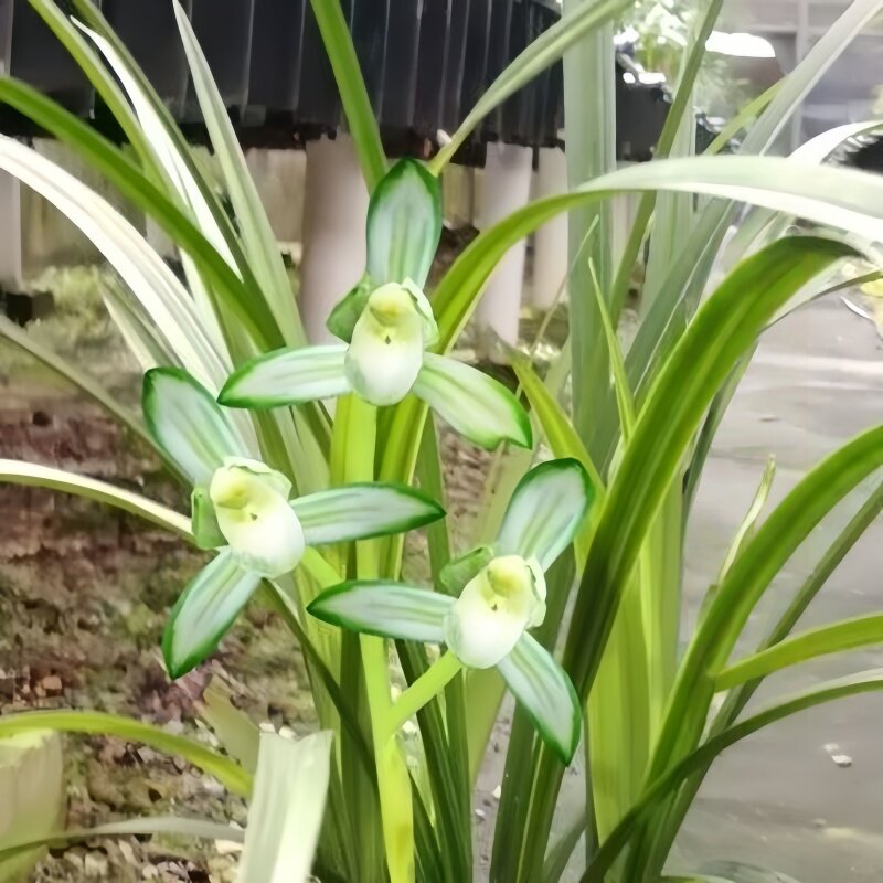 带花苞春剑盆栽新品色花兰花苗【北国公主】室内外花卉绿植物