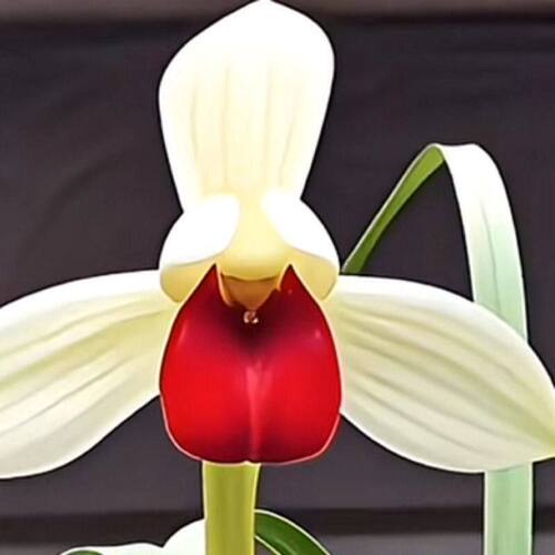 浓香型花苞新品花苗美人含羞内外