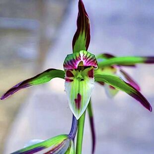 即将上花细叶寒兰老品种【丹青】室内外花卉大全绿植阳台兰花盆栽