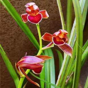 开花浓香兰花苗送春新品【如意红】漂亮秋芝室内外绿植花卉大全