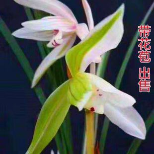 带花苞兰花苗高品质兰花绿植【天边雪】老种室内外浓香型花卉盆栽