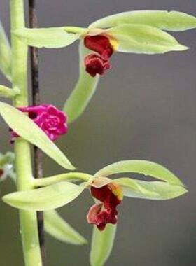 带花苞精品国兰红素新品【夕颜】绿蕙之王兰花苗盆栽阳台花卉大全