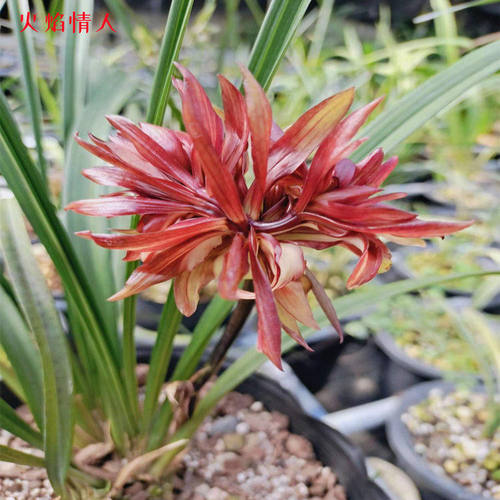 浓香型花苞花苗名贵新品火焰情人