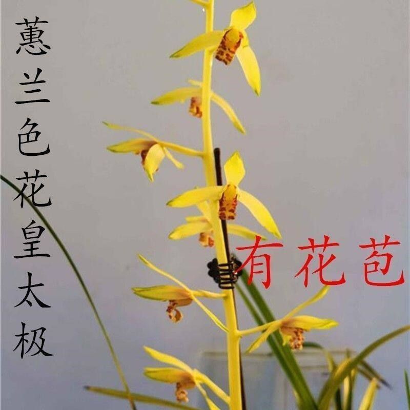 带花苞新品兰花蕙兰【皇太极】开花浓香型室内外绿植好养花卉大全