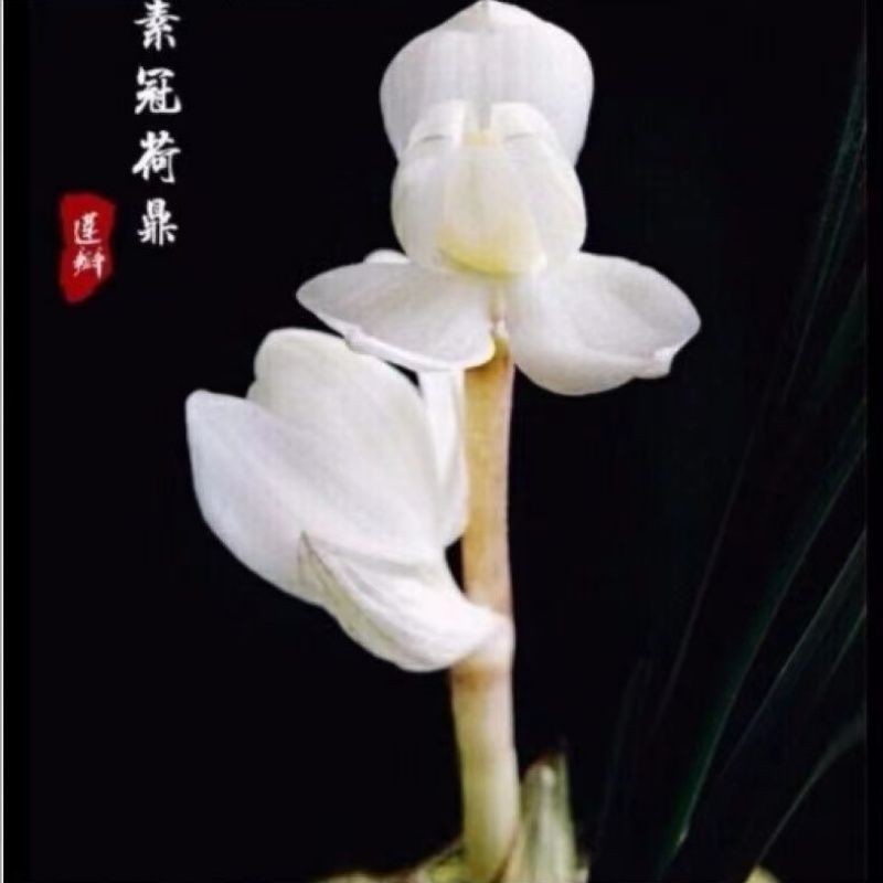 带花苞名品兰花苗【素冠荷鼎】浓香型室内外绿植花卉大全当年开花