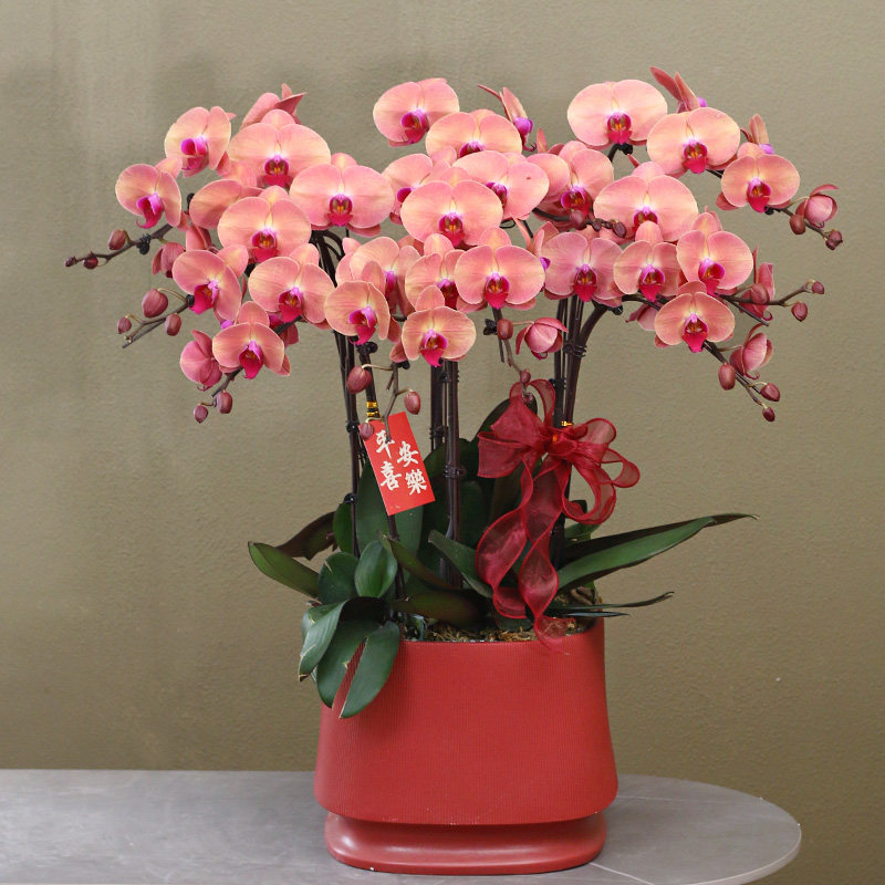 【欣欣向荣】复古粉大花型蝴蝶兰带花带盆组好发货乔迁送礼前台,鲜花速递/花卉仿真/绿植园艺,时令草本花卉,淘宝优惠券,粉丝福利购,淘宝优惠卷