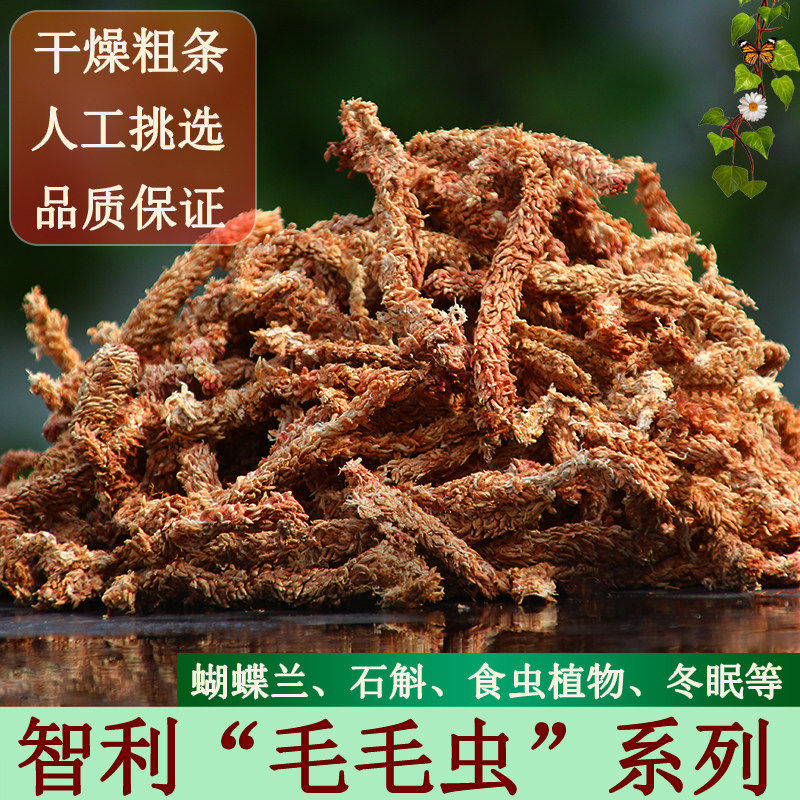智利进口毛毛虫水苔干苔藓蝴蝶兰水苔兰花石斛营养土乌龟冬眠垫材