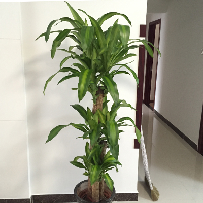 巴西木大型盆栽办公室净化空气植物乔迁开业盆景绿植花卉幸福树