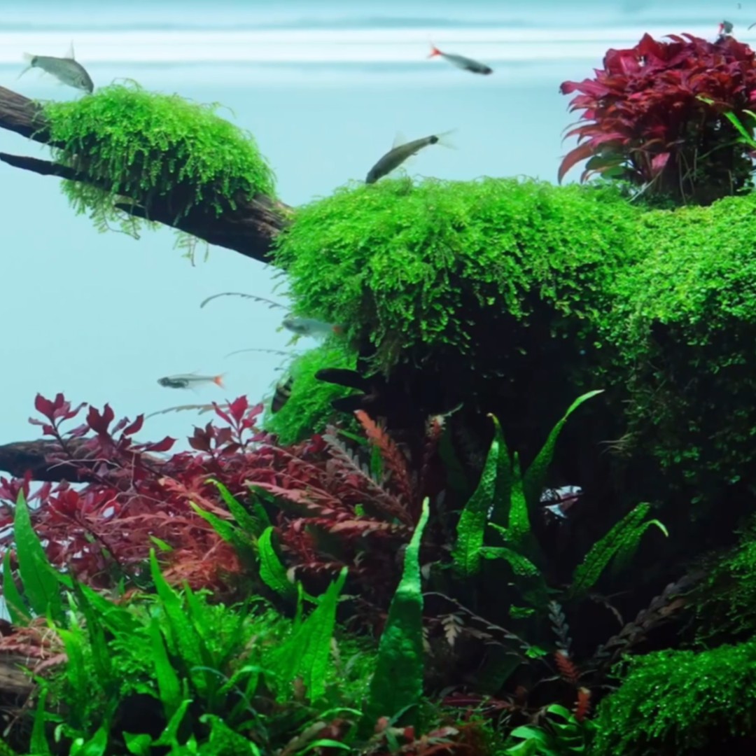 垂泪莫斯鱼缸好养活中后景净化水质沉木真水草植物水族箱活体装饰