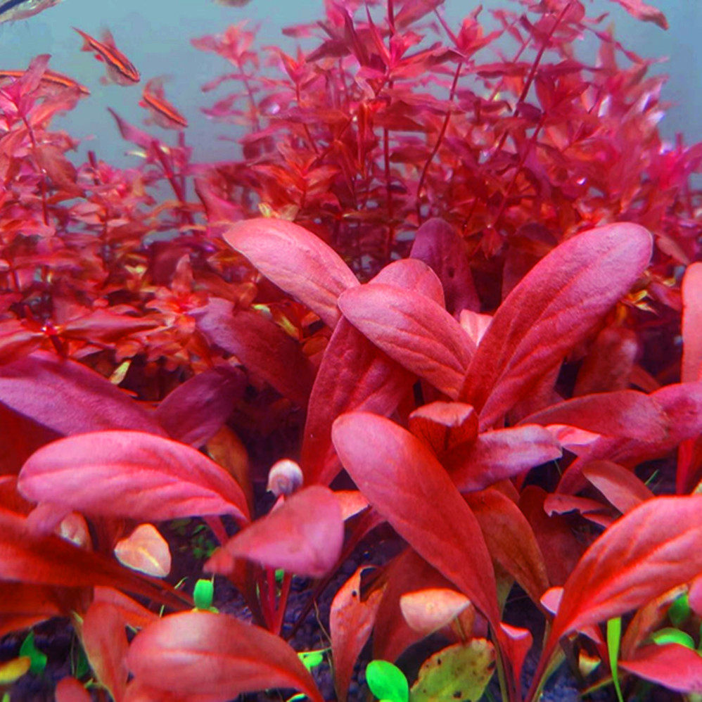 极乐鸟自养水中叶新款水草淡水鱼缸草缸装饰造景活体稀有中景椒草