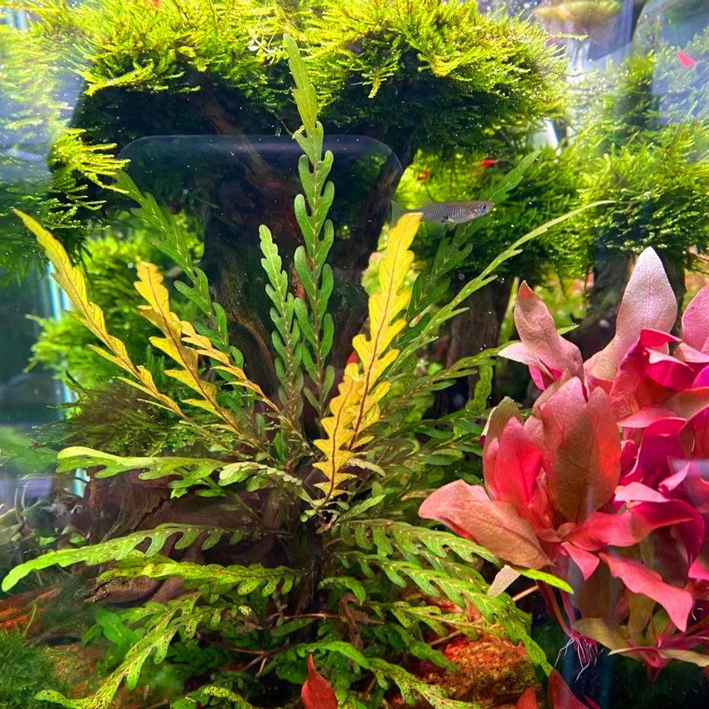 雨裂水蓑衣 自养水中叶淡水鱼缸装饰草缸造景有茎类活体中景水草