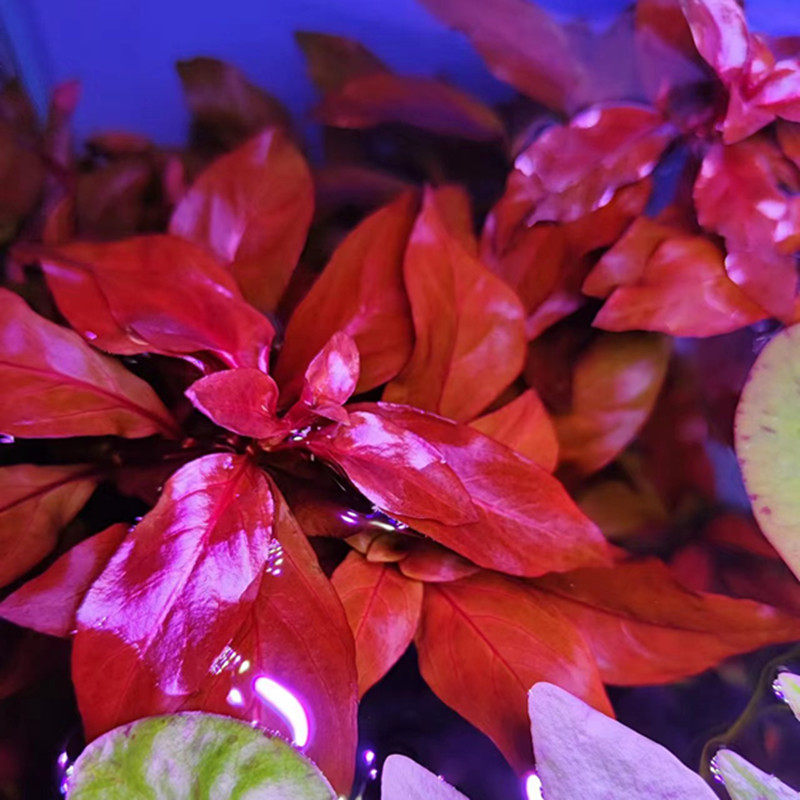 鲁宾叶底红 自养水中叶淡水鱼缸草缸荷兰造景有茎类活体后景水草