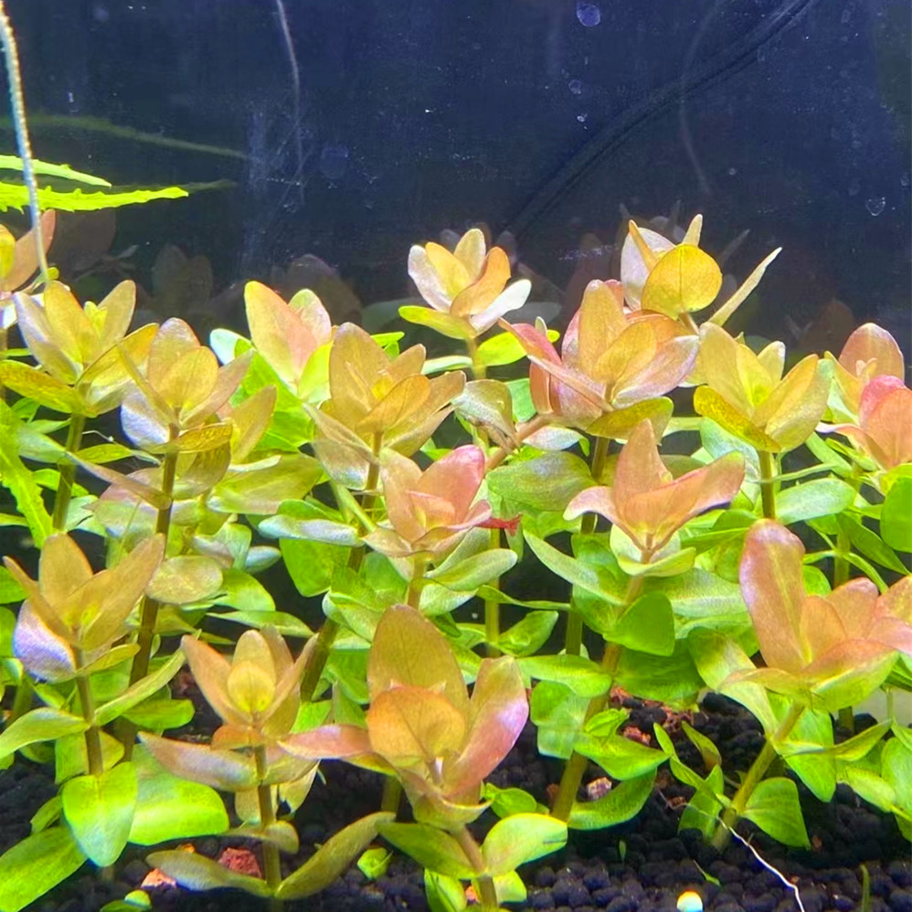 粉红虎耳 自养水中叶淡水鱼缸荷兰草缸造景有茎类中后景活体水草