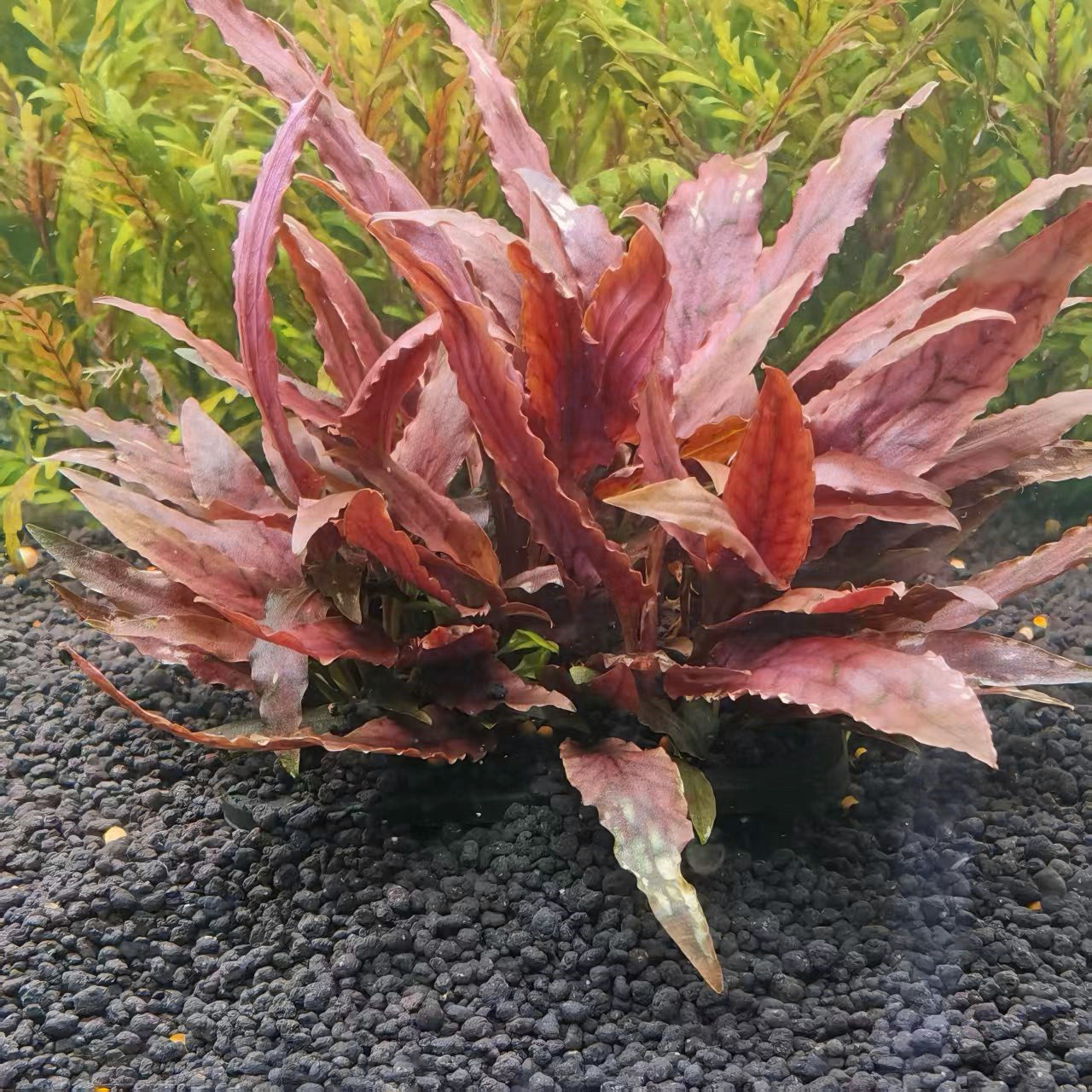 血红菲露水草植物淡水鱼缸专用造景草缸椒草阴性草水下叶自养活体图片
