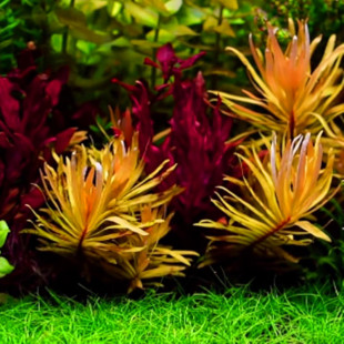 黄金柳新手淡水鱼缸装 饰水下叶无需二氧化碳 饰草缸造景活体造景装