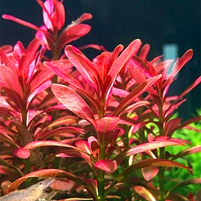 夕烧 自养水草活体淡水鱼缸水草缸装饰造景有茎类中后景水草