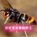 野生马蜂黑背黄脚油七里大头黑尾金环虎头蜂活体蜂王嫁王补王换王