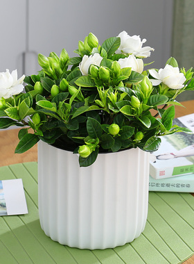 栀子花盆栽带花苞四季花卉盆栽植物室内观花植物枝枝花好养的花