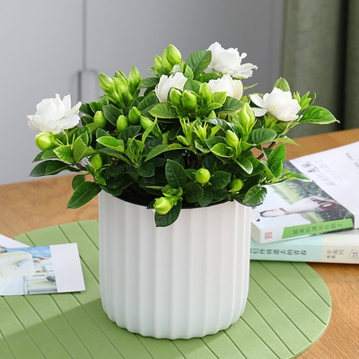 带花苞四季观花好养栀子花盆栽