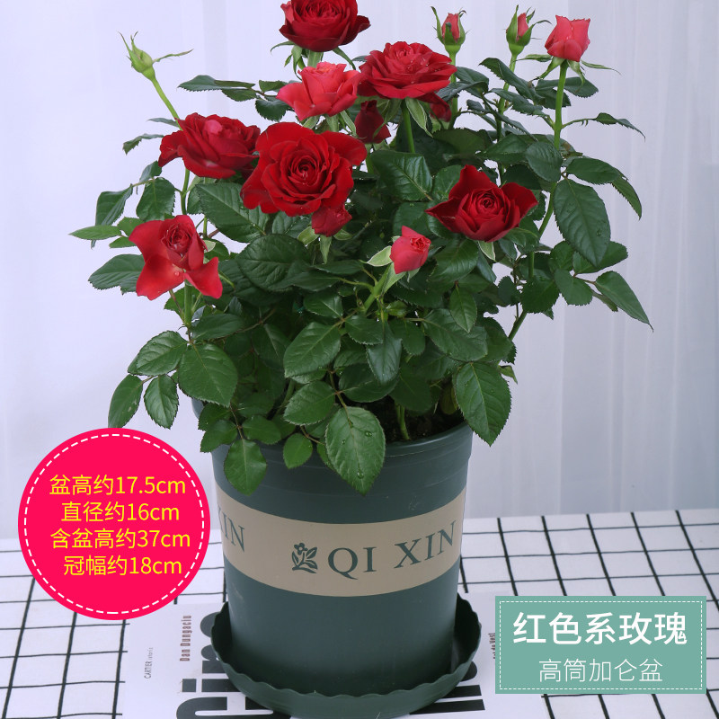 大玫瑰花盆栽室内四季常开玫瑰花苗植物花草花卉绿植鲜花月季植物