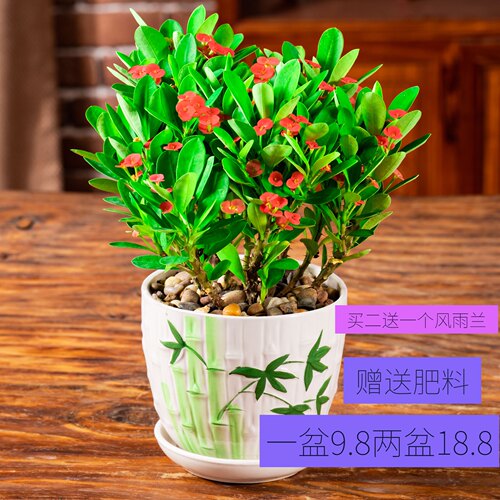 铁海棠客厅花盆景绿植带花虎刺梅