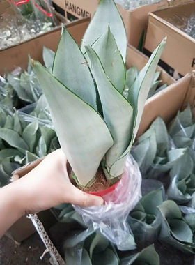 新品多肉除甲醛包邮白玉虎皮兰