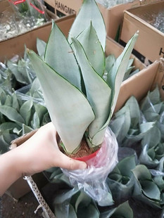 新品白玉虎皮兰多肉虎皮兰盆栽除甲醛净化空气防辐射虎皮兰包邮
