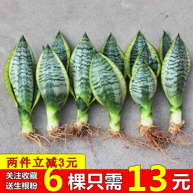 金边桌面吸甲醛净化空气虎皮兰