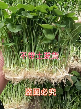 铜钱草室内外美观好养易活