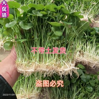 铜钱草招财水培植物办公室桌面盆栽金钱草花卉室内水养绿植盆栽苗