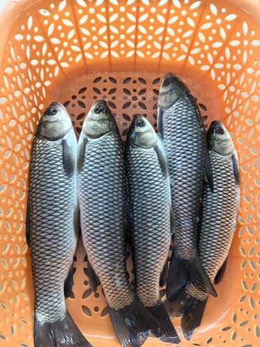 半斤大规格草鱼苗包活包邮