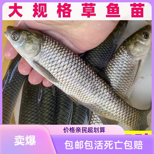 鱼苗 草鱼苗特大 淡水草鱼苗超大草鱼苗草鱼活鱼苗脆肉皖鱼苗半斤