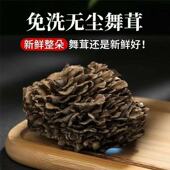 整朵新鲜舞茸菌 火锅炒烧烤煲汤粟蘑舞绒菌菇 鲜灰树花灰菇二斤装