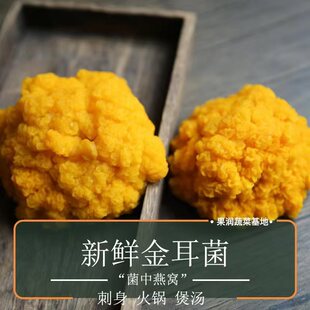新鲜精选金耳菌刺身品质易出胶黄金耳黄木耳口感软糯黄耳菌食用菌