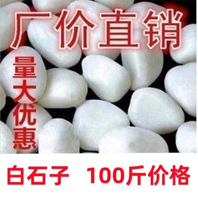 白色石子大鹅卵石阳台庭院铺路小白石头景观园林造景白石头雨花石