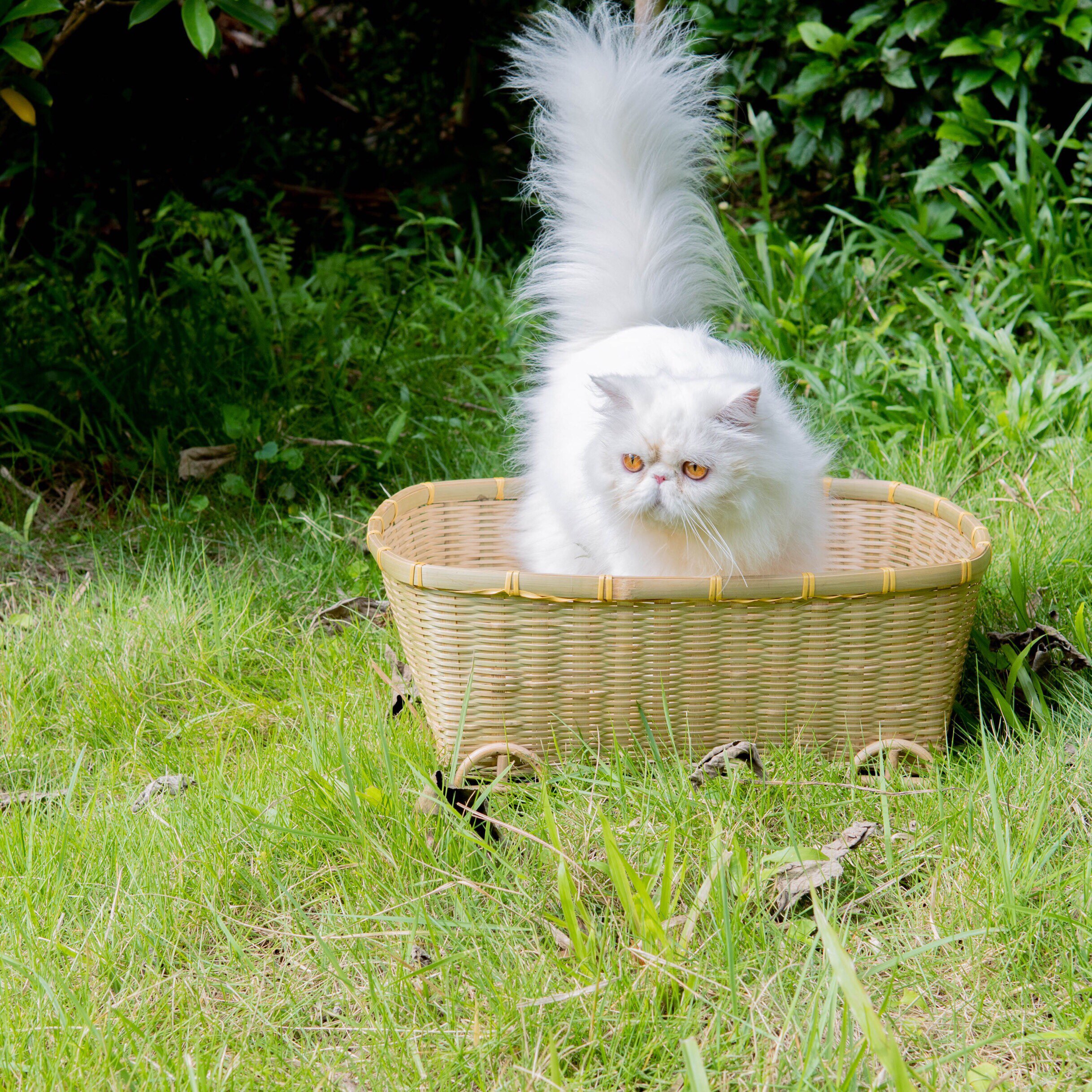 刘家人竹编长方形四季通透猫窝