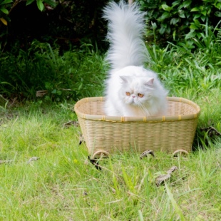 刘家人竹编竹藤编织长方形猫窝狗窝四季通用宠物凉窝猫砂盆水果篮