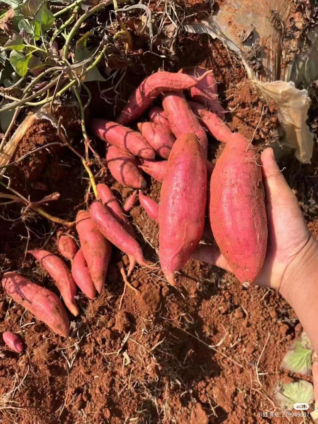 云南建水西瓜红蜜薯糖心流油超甜红土沙地高原种植新鲜现挖小香薯