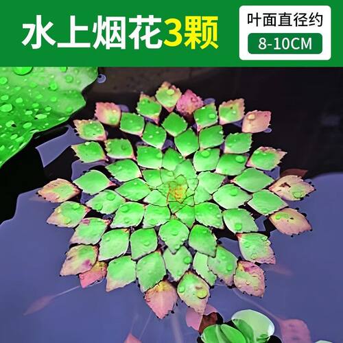 水草浮萍系列水培植物