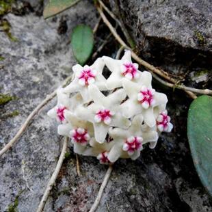 香花球兰爬藤植物雨林缸造景室内植物墙落地盆栽阳台绿植花卉