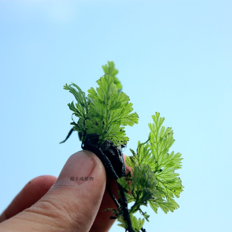 小型迷你附生蕨类植物微景观雨林缸造景水陆背景墙喜水耐阴室内