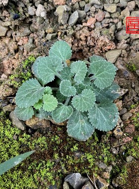 点地梅室内盆栽水陆缸植物室内景观diy四季好养