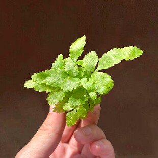 小棵凤尾蕨水陆缸造景室内盆栽耐湿耐阴植物雨林缸小景观素材好养