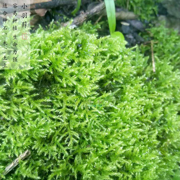 小羽藓热带雨林水陆草缸造景盆栽铺面室内植物四季常绿好加湿